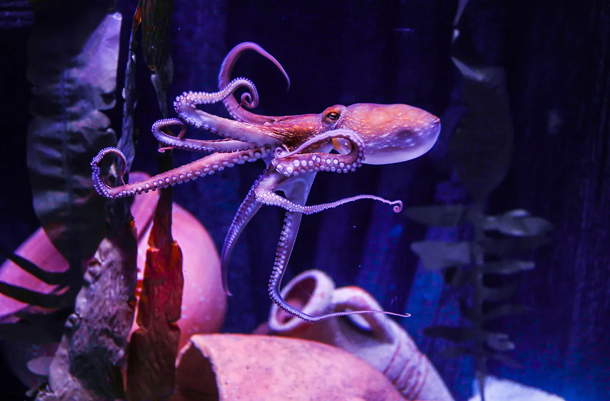 Sea Life Hannover (1 EW + 1 Kleinkind) - 4