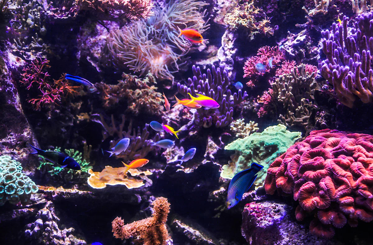 Sea Life Hannover (1 EW + 1 Kleinkind) - 5