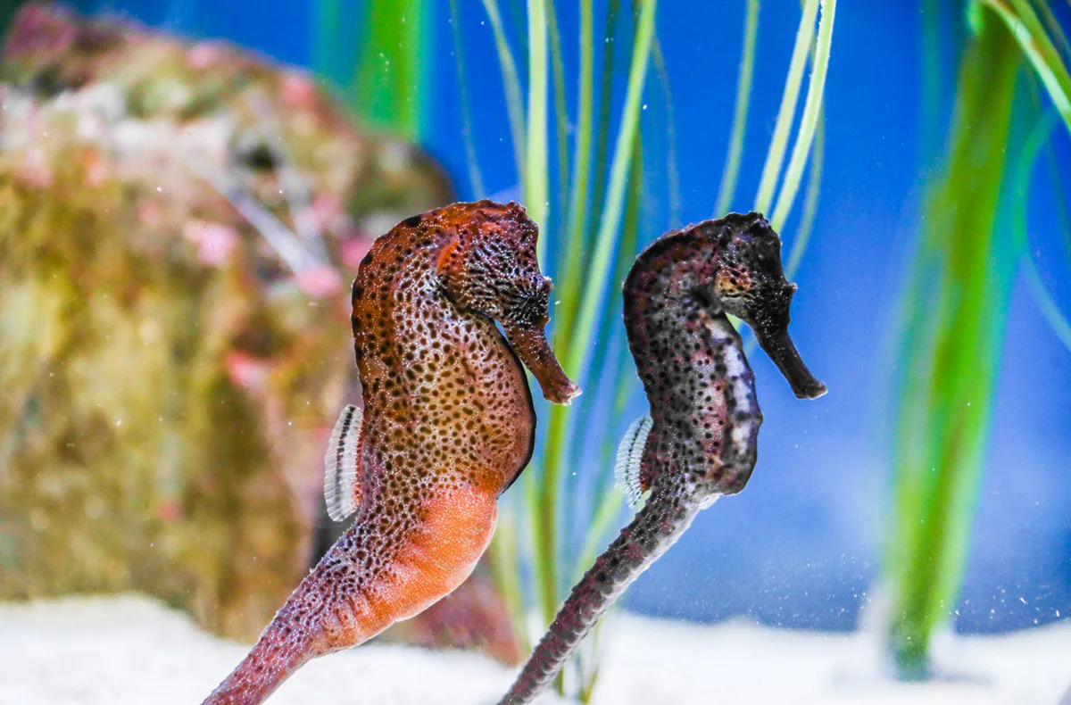Sea Life Konstanz (Kinder-Ticket) - 4