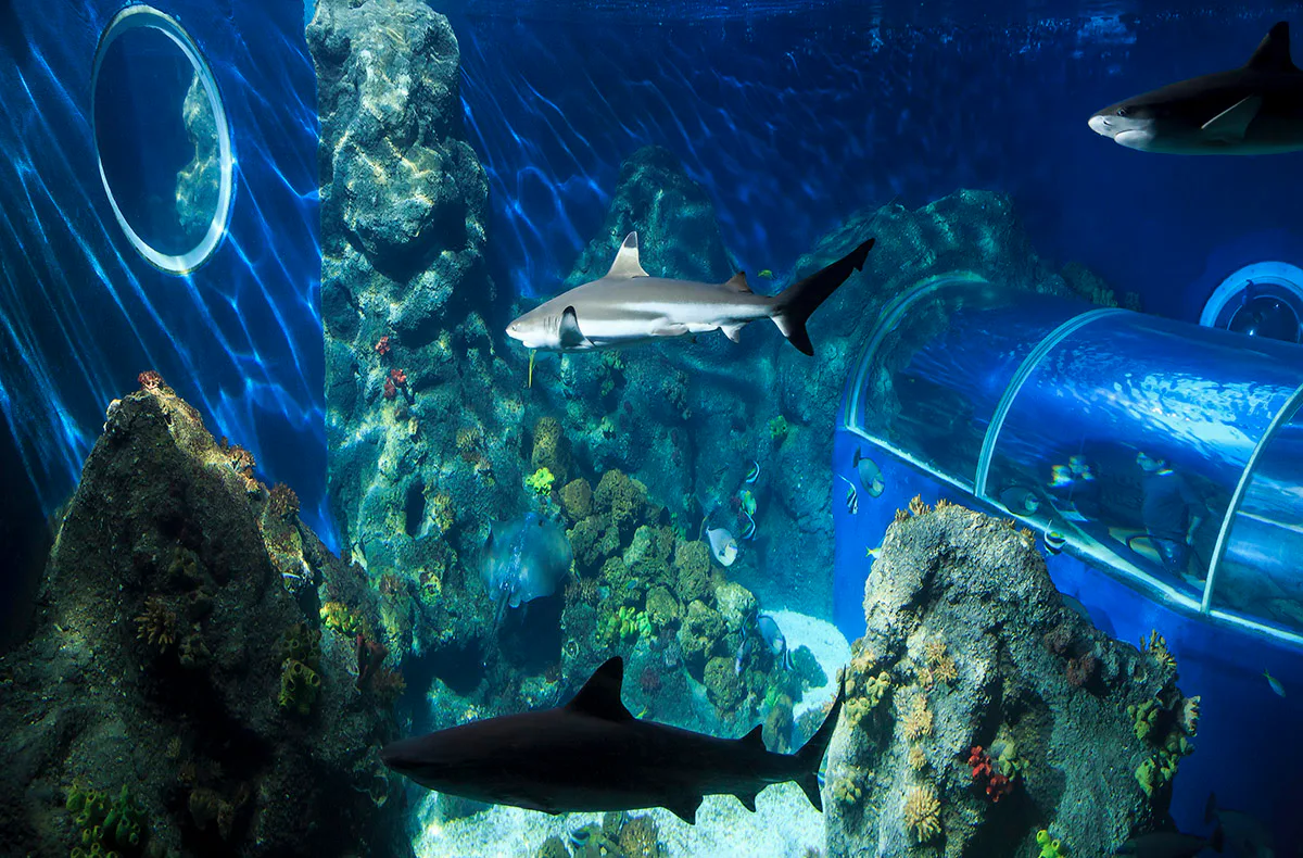 Sea Life Konstanz (1 EW + 1 Kleinkind) - 3