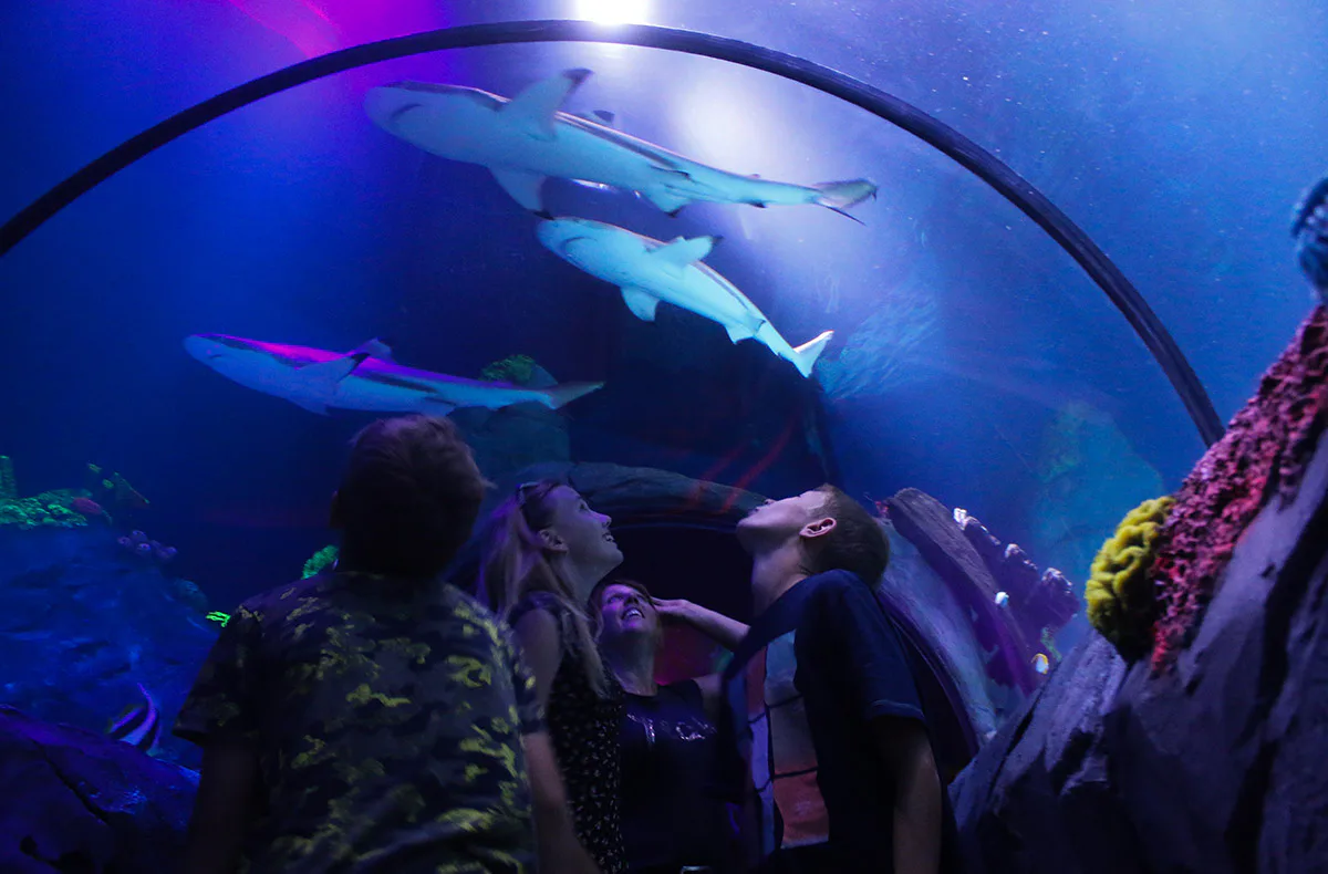 Sea Life Konstanz (1 EW + 1 Kleinkind) - 4