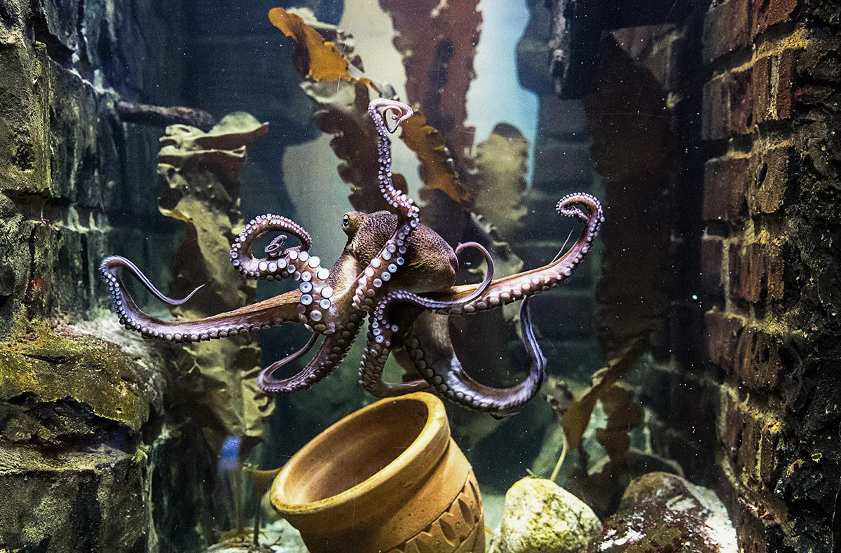 Sea Life Oberhausen (1 EW + 1 Kleinkind) - 3