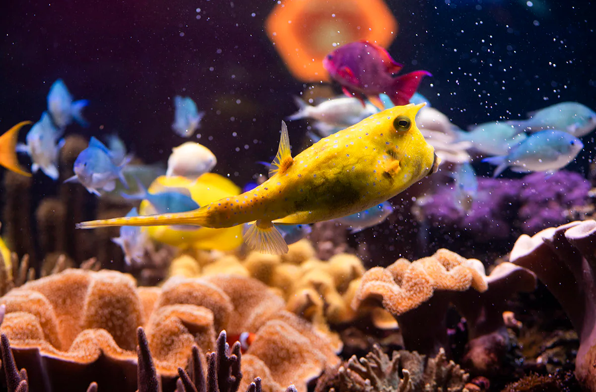Sea Life Speyer (1 EW + 1 Kleinkind) - 2