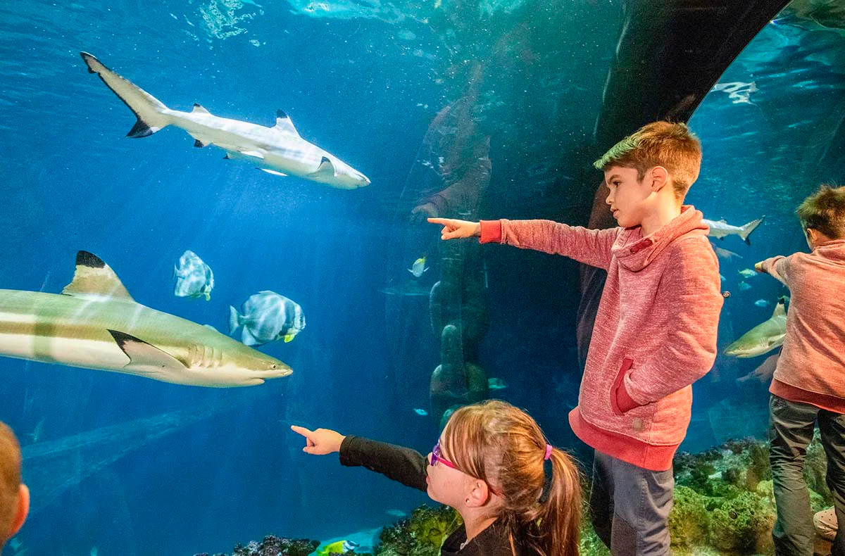 Sea Life Speyer (1 EW + 1 Kleinkind) - 4