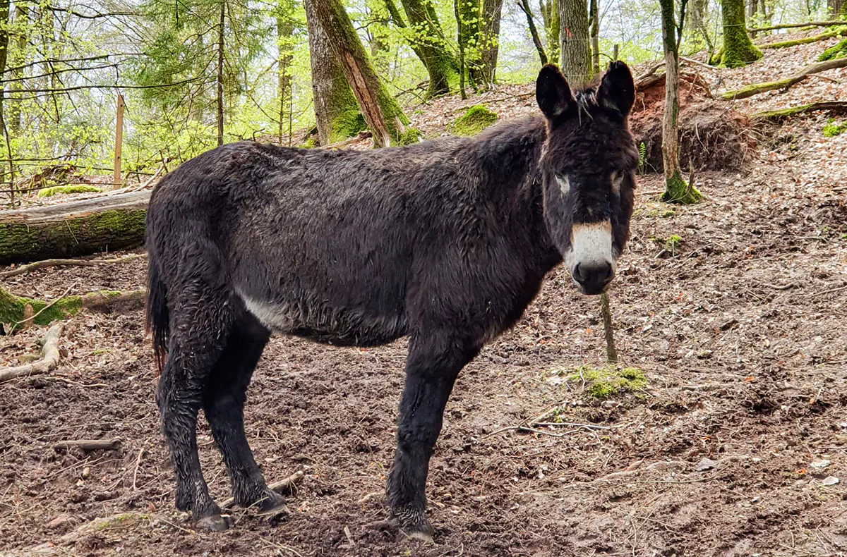 Tagestour mit Eseln Eppenbrunn für 2 - 2