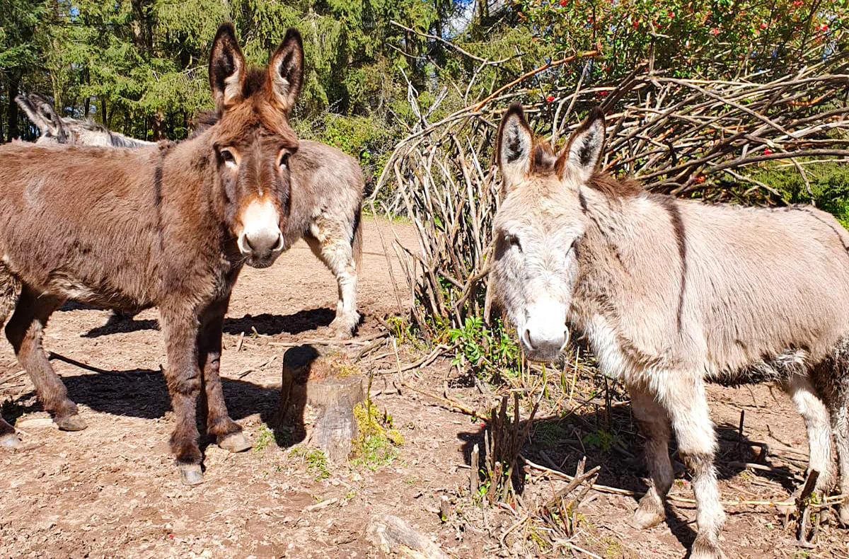 Tagestour mit Eseln Eppenbrunn für 2 - 4