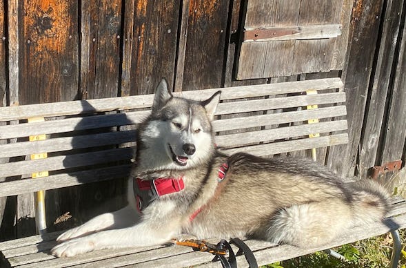 Wandern mit Huskies Raum Füssen