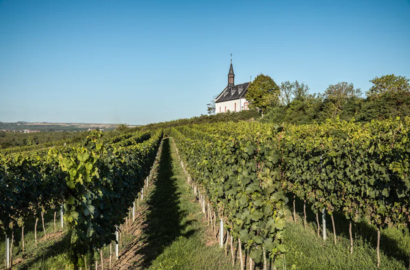 Weinbergwanderung Worms